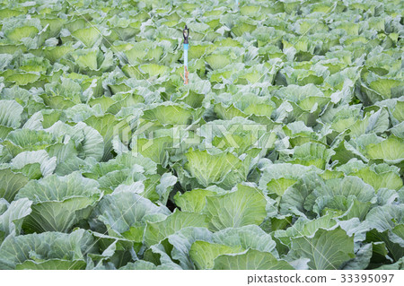 Cabbage in the garden on background 33395097