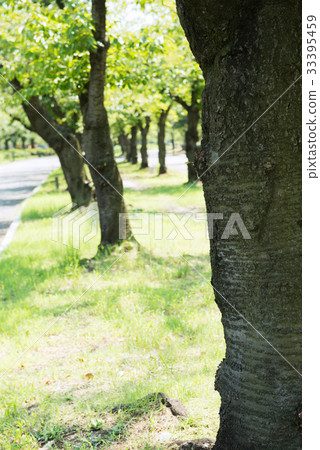 Sakuranosaki Park 33395459