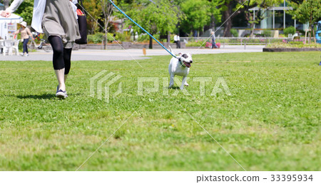 Bull terrier walk Bull terrier walk 33395934