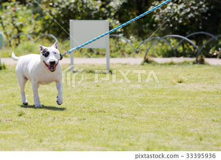 鬥牛犬走路 33395936