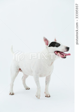 Bull Terrier I Punch Bull Terrier I Punch 33395937