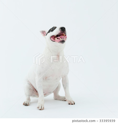 鬥牛犬我打孔 33395939