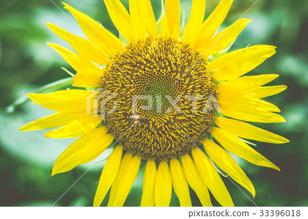 sunflower	 33396018