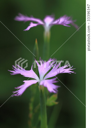 石竹花 石竹花 33396347