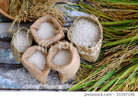 paddy grain and rice seed 33397198