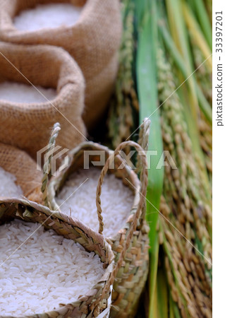 paddy grain and rice seed 33397201