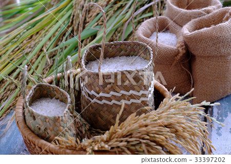 paddy grain and rice seed 33397202