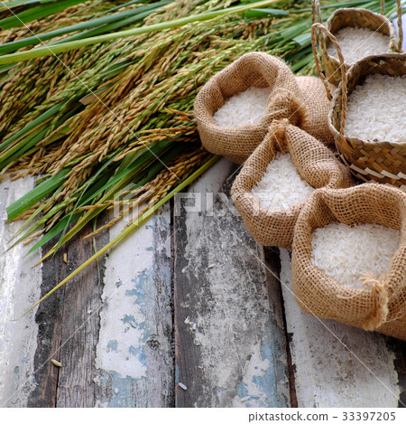 paddy grain and rice seed 33397205