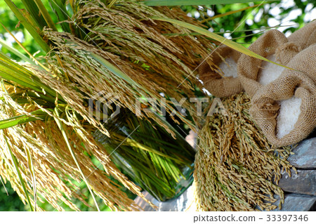 sheaf of rice and paddy grain 33397346