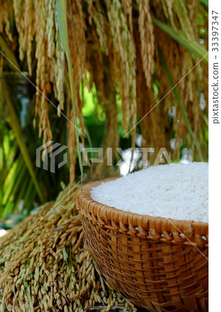 sheaf of rice and paddy grain 33397347