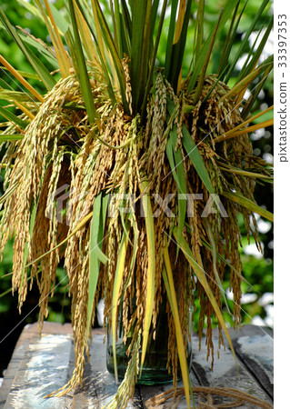 sheaf of rice and paddy grain 33397353