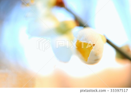 White plum blossoms flower close up 33397517