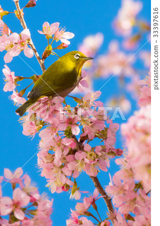 Landscape with Himalayan Zakra, Benten Street Park in winter Landscape with Himalayan Zakra, Benten Street Park in winter 33397616