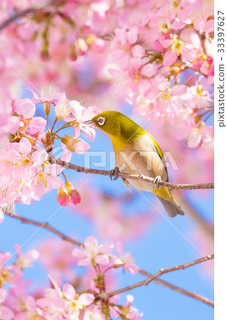 Landscape with Himalayan Zakra, Benten Street Park in winter 33397627