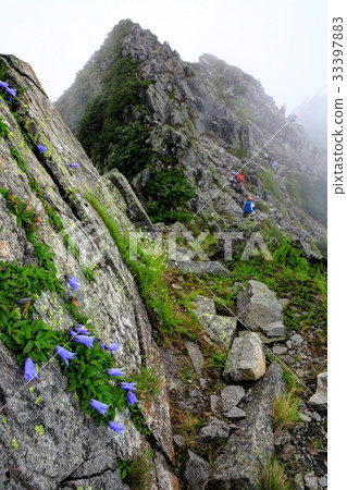 Squid blooming in the rocky shore of Nishihotakadake 33397883