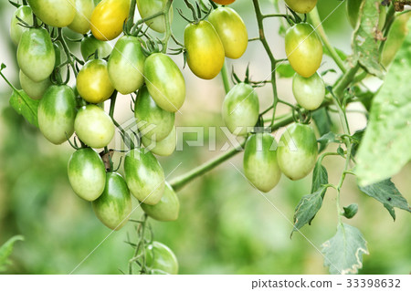 Fruit tomato in kitchen garden Fruit tomato in kitchen garden 33398632