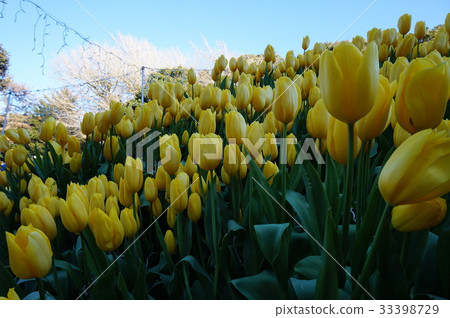 Yellow tulips and sky Yellow tulips and sky 33398729