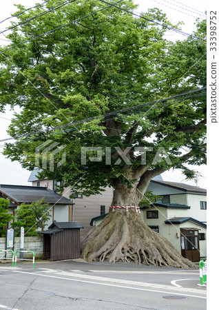 The keyhole zelkova Akita Prefecture 33398752
