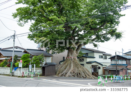 The keyhole zelkova Akita Prefecture 33398775