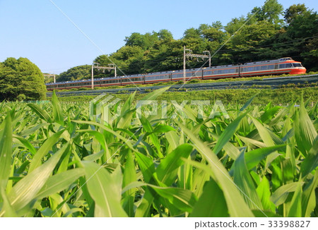 Odakyu Romance Car LSE and Cornfield 33398827