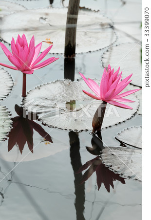 water lily on waterlily pond 33399070