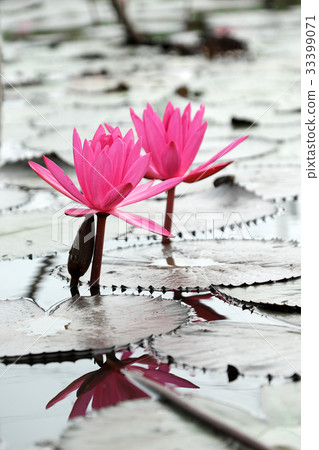water lily on waterlily pond 33399071