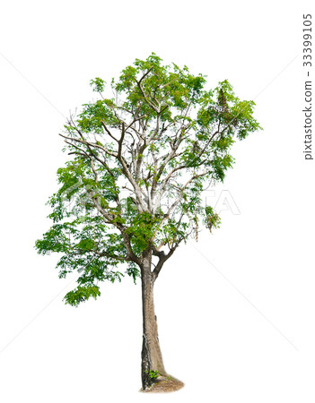 tree of Isolated on white background tree of Isolated on white background 33399105