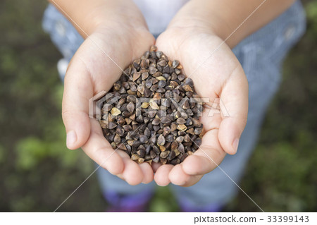 Child's hand with buckwheat seeds 33399143