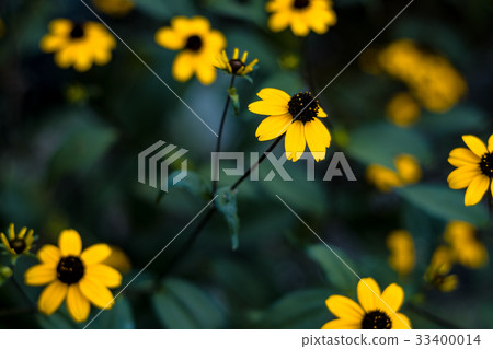 Rudbekia · Takao Rudbekia · Takao 33400014