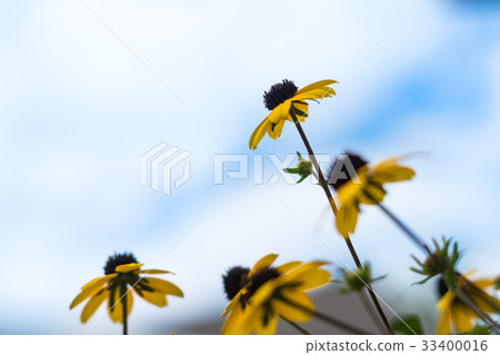 Rudbekia · Takao Rudbekia · Takao 33400016