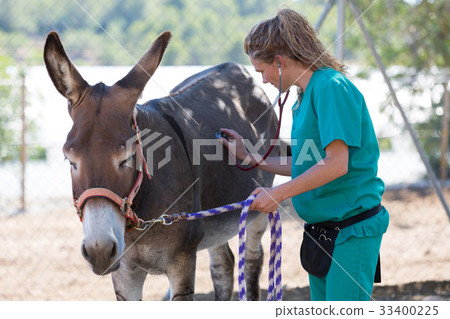 Veterinary in the farm 33400225