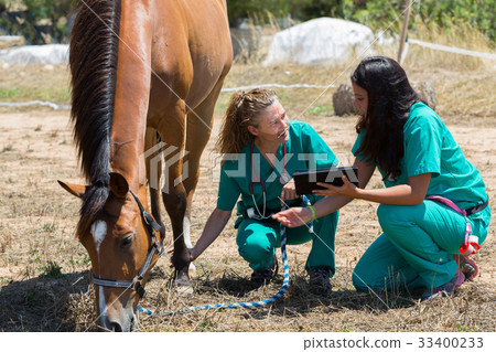 Veterinary horses on the farm 33400233
