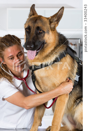 Veterinary with a German Shepherd dog 33400243