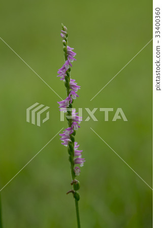 Spiranthes sinensis 33400360
