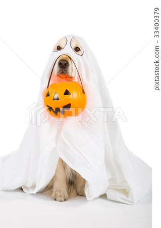 Golden Retriever Halloween 33400379