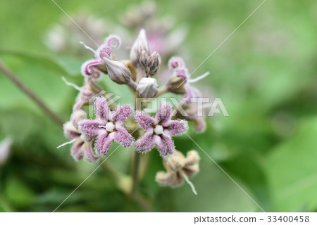 Potato flowers 33400458