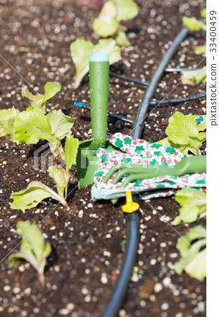 Small lettuce garden 33400459