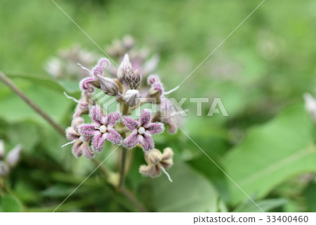 馬鈴薯花 馬鈴薯花 33400460