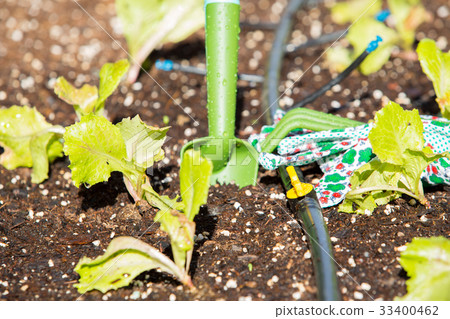 Small lettuce garden 33400462