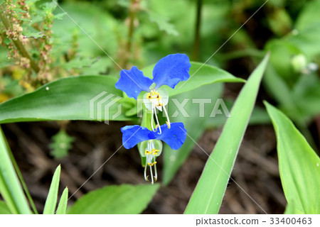 tunita花 tunita花 33400463