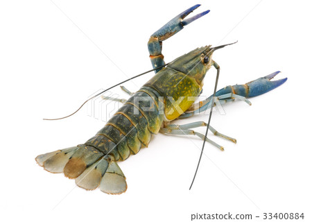 Crayfish or Freshwater lobster  33400884