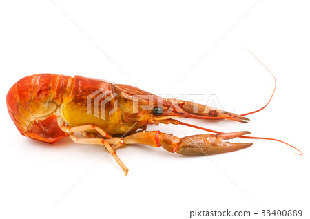 Boiled Crayfish or Freshwater lobster Boiled Crayfish or Freshwater lobster 33400889