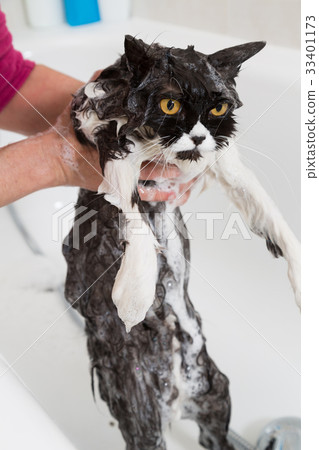 Bathing a cat Bathing a cat 33401173