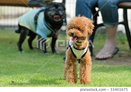 狗跑玩具獅子狗水平的構成 33401675