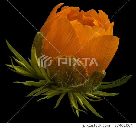 Flower orange primrose.Isolated  black background  33402004