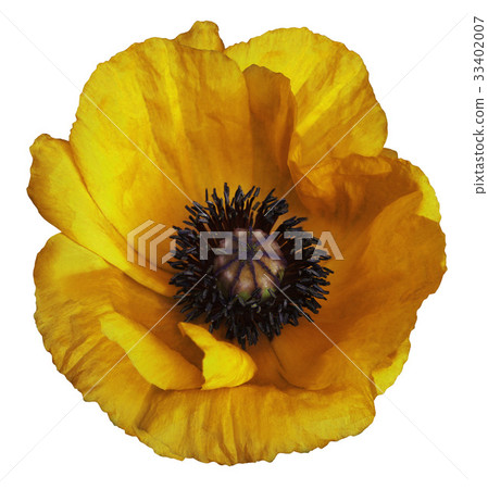 Yellow poppy flower on  white isolated background  33402007