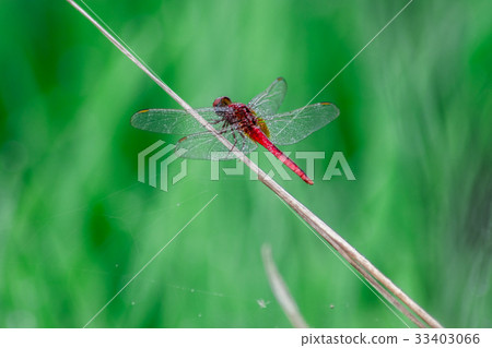 Dragonflies fly into the island green field green  33403066