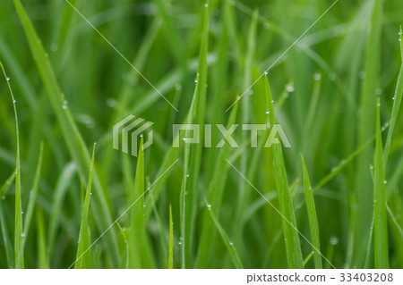 .Green rice field with green morning dew waiting  33403208