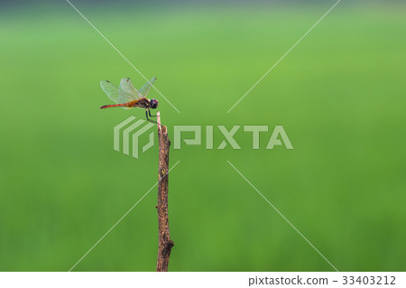 Dragonflies fly into the island green field green  33403212