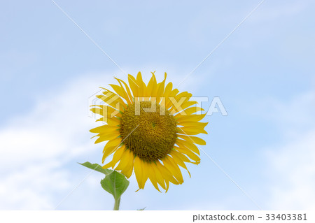 Sunflowers under the beautiful blue sky. Sunflowers under the beautiful blue sky. 33403381